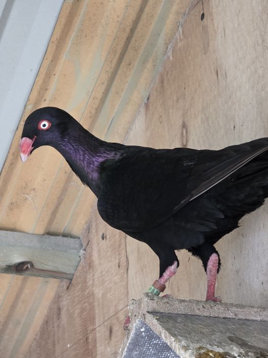 Czarne duńskie lotne