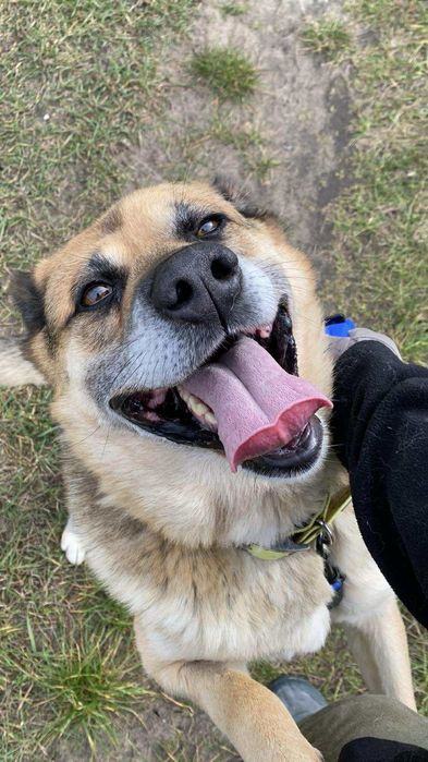 Otto - owczarek idealny - oddam w dobre ręce