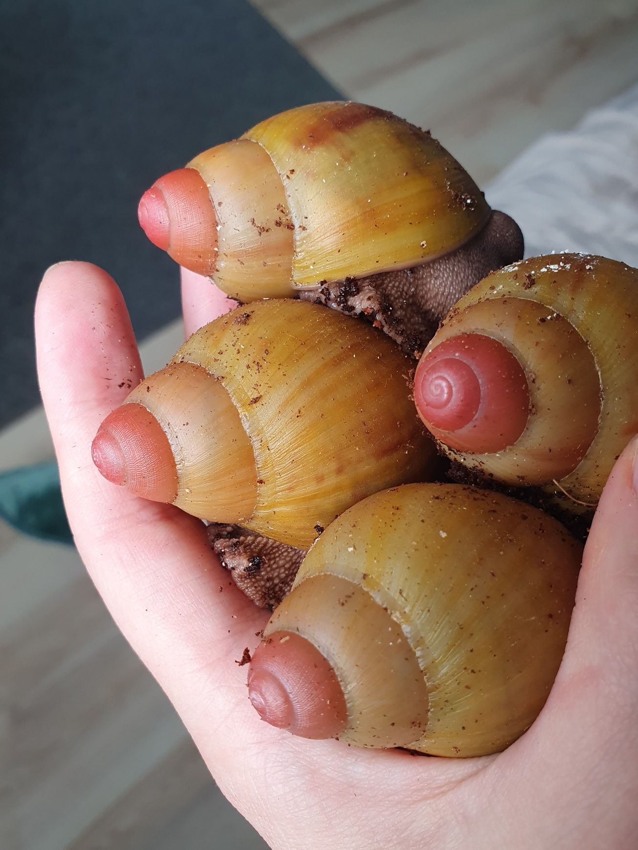 Archachatina marginata grevillei - ślimak afrykański