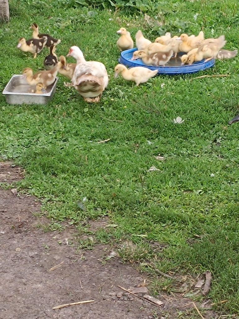Sprzedam kaczkę z mlodymi