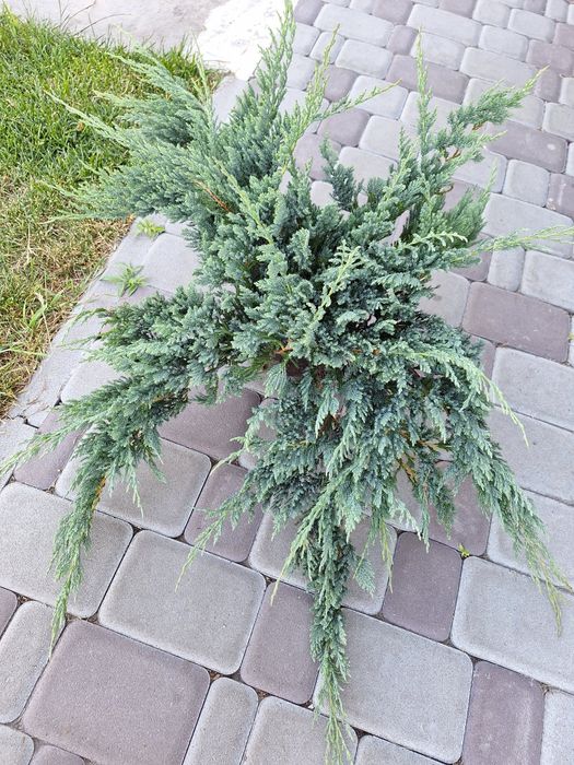 Ялівці Блю чип (можжевельник)