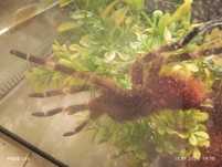 Samiec nhandu chromatus
