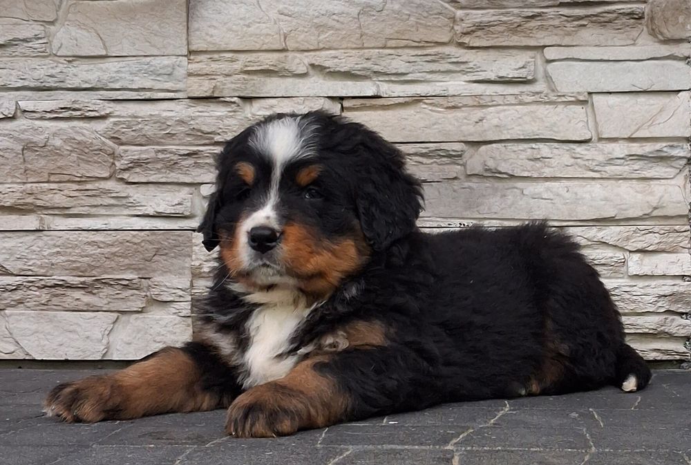 Berneński Pies Pasterski
