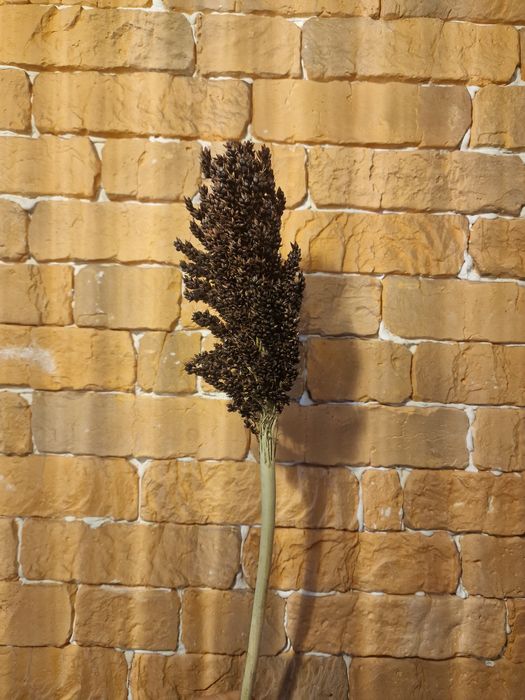 Шоколадне просо.