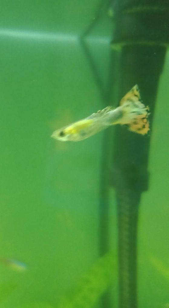 Sprzedam samca gupika pawie oczko ivory tail