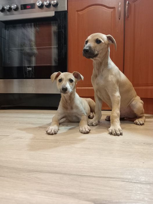 Szczeniaki- zapraszam do kontaktu.