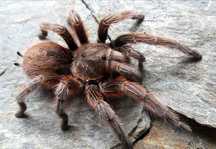 Grammostola Rosea L4 ptasznik pająk