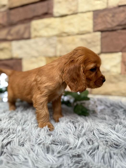 Cocker spaniel angielski Piesek rodowód