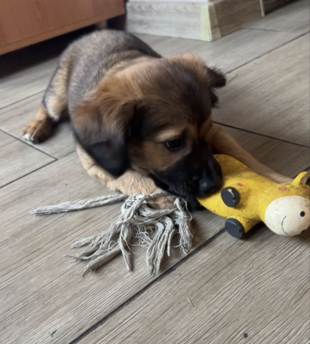 Szczeniaki 4 miesieczne