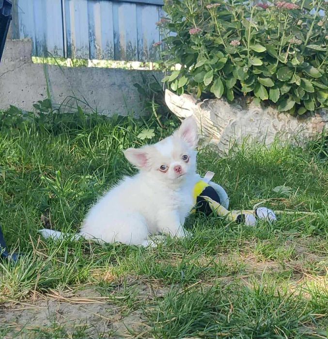 Piękna księżniczka długowłosa dziewczynka Chihuahua . Rodowod FCI