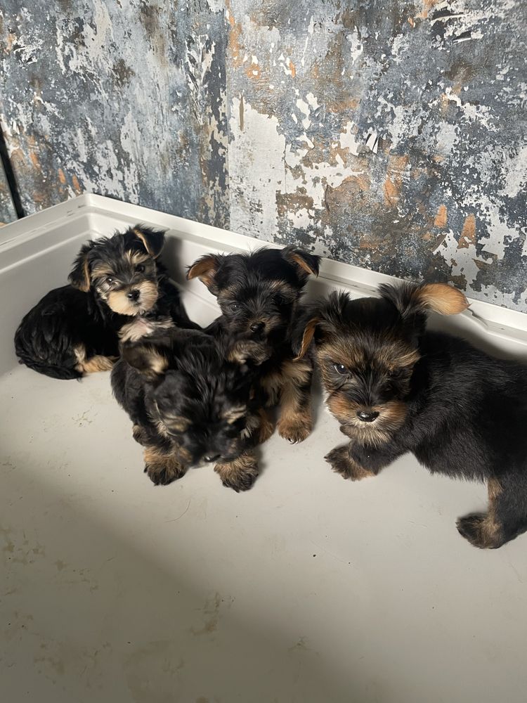 Yorkshire Terrier