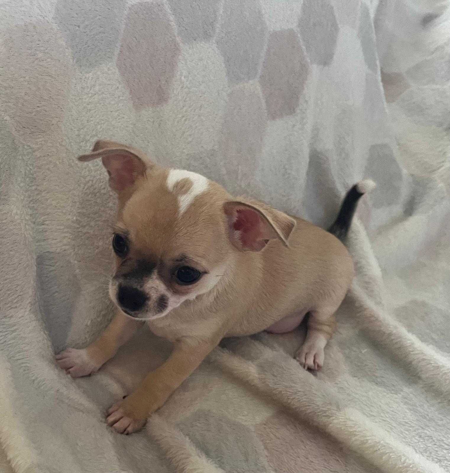 Śliczny piesek Chihuahua