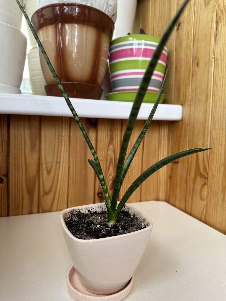 Сансівієрія Фернвуд/Sansevieria Fernwood