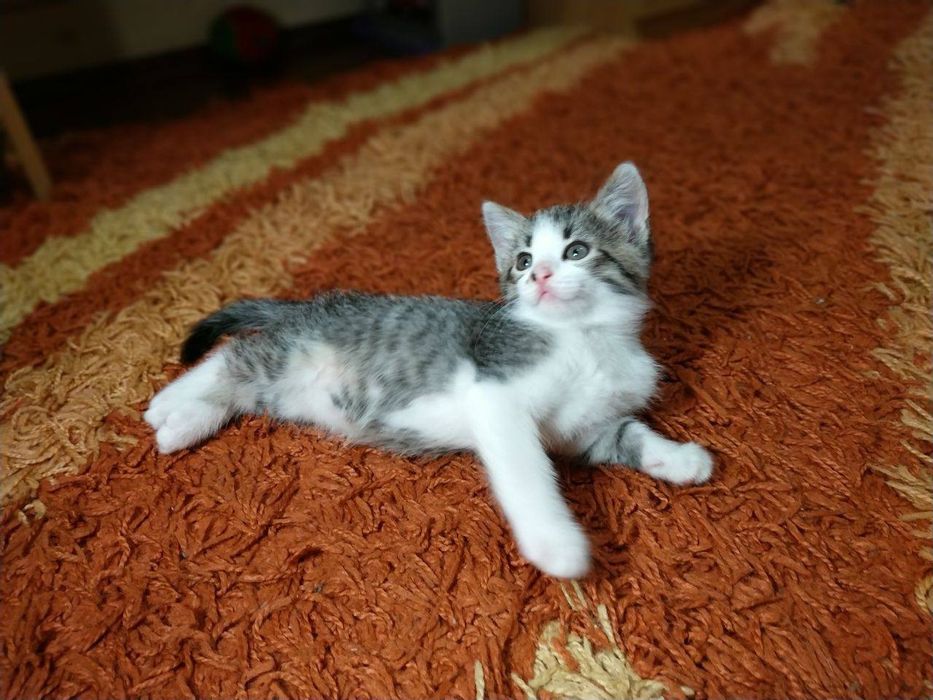 Котик 1,5 месяца бесплатно в семью