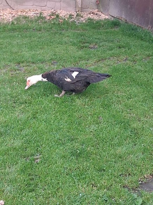 Sprzedam kaczka francuska