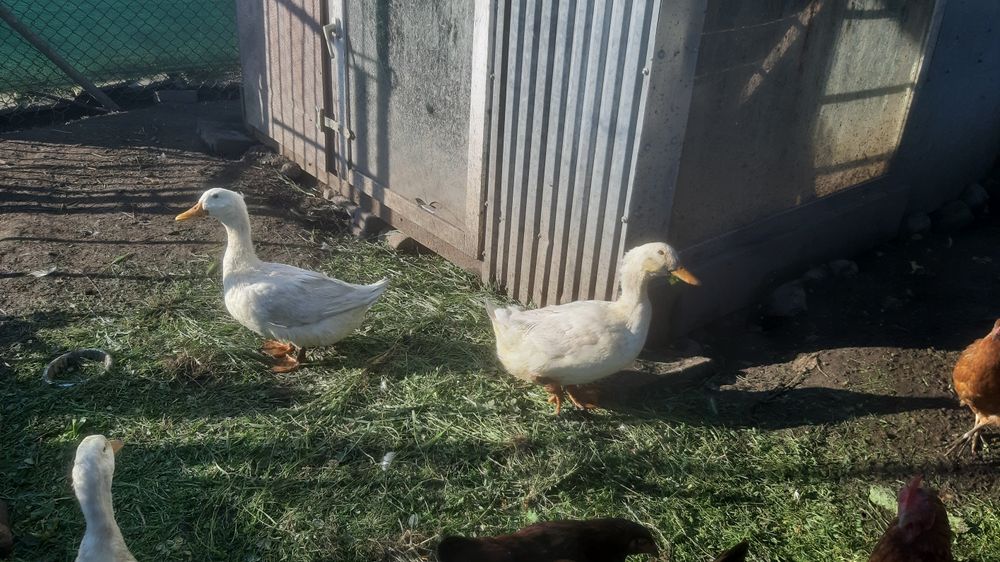 Kaczki piżmowe mięsne