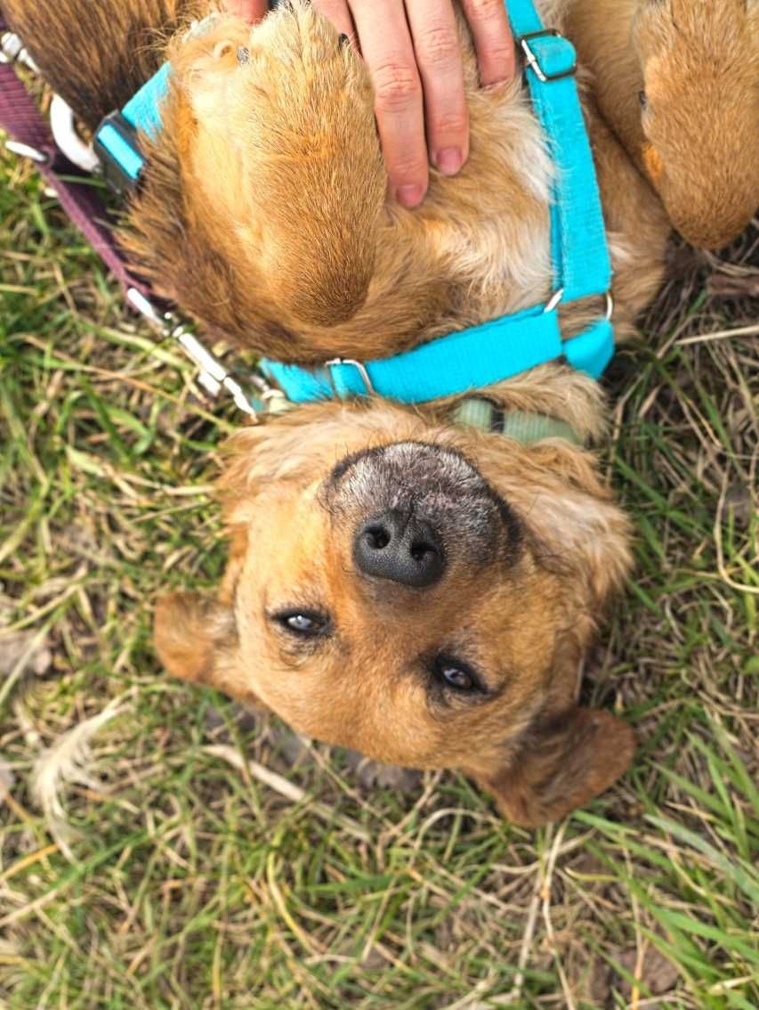 Bursztynek - rozczulający, mały psiak, idealny towarzysz - do adopcji.