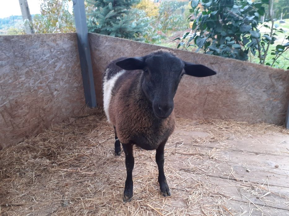 Sprzedam owieczkę 50% Dorper