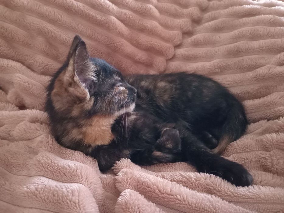 Віддам кошеня у добрі руки!