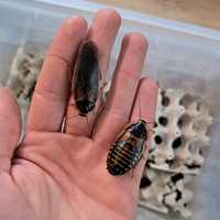 Karaczan argentyński Blaptica dubia karmówka duże 50szt.