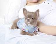 Chihuahua sunia mini FCI