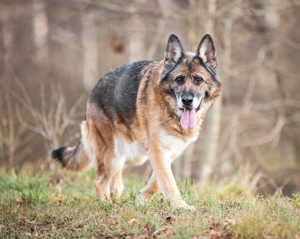 Lara w typie Owczarka niemieckiego do adopcji!