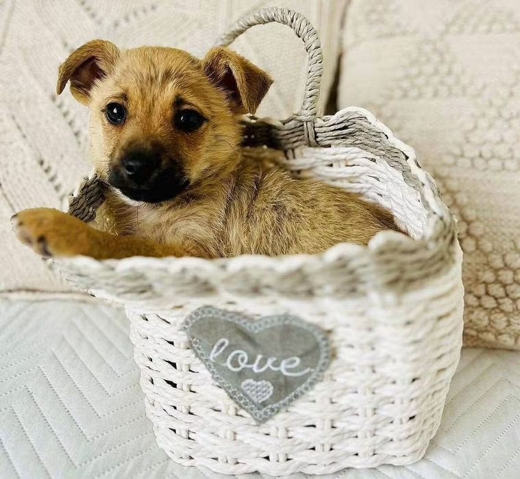 Mały Teo szuka domu