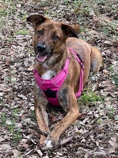 Dou cadela muito meiga