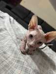 Sphynx Branco - Menino