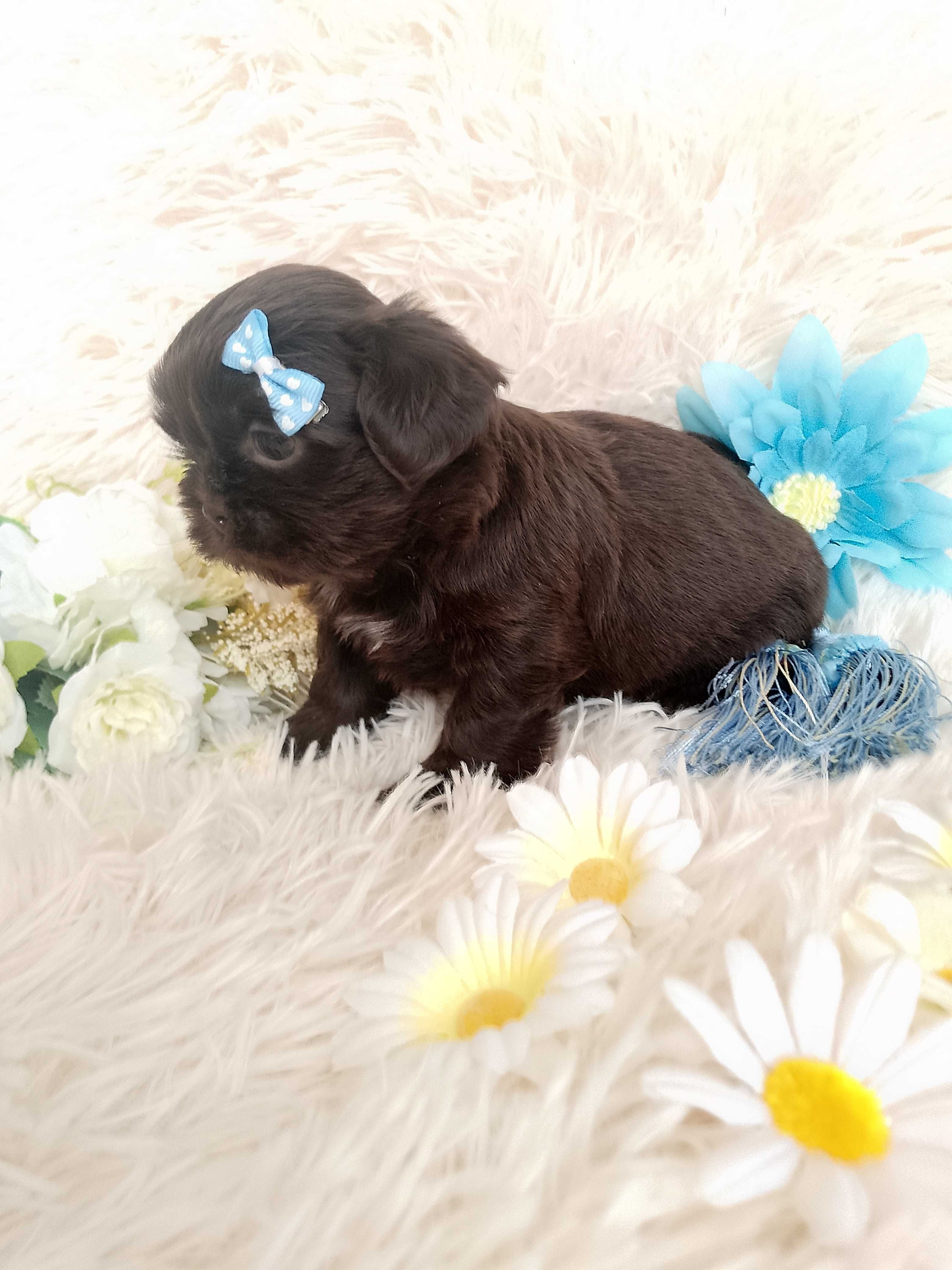 Czekoladowy piesek rasy Shih-Tzu