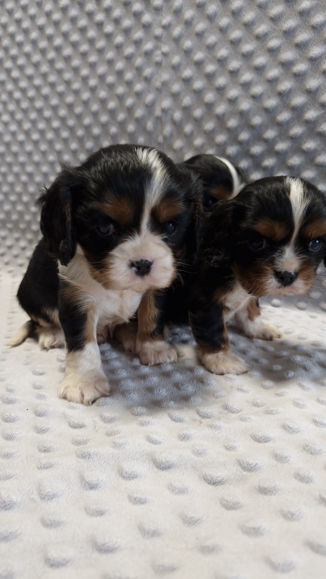Cavalier King charles spaniel- urocze maluchy