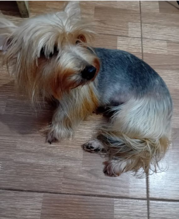 Yorkshire fêmea com Pedigree e Afixo.