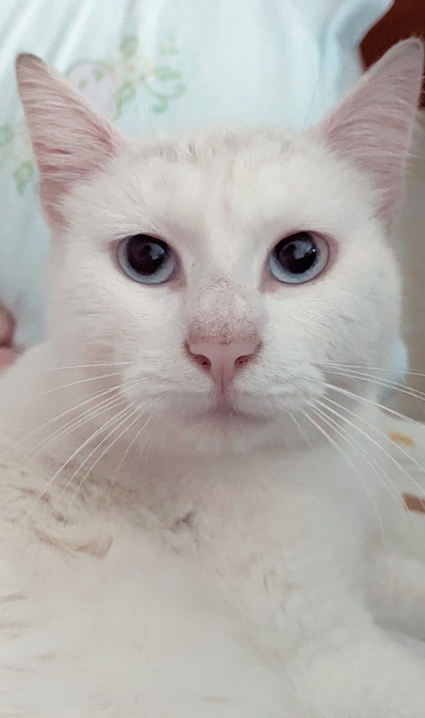 Gata "Lua" para adotar