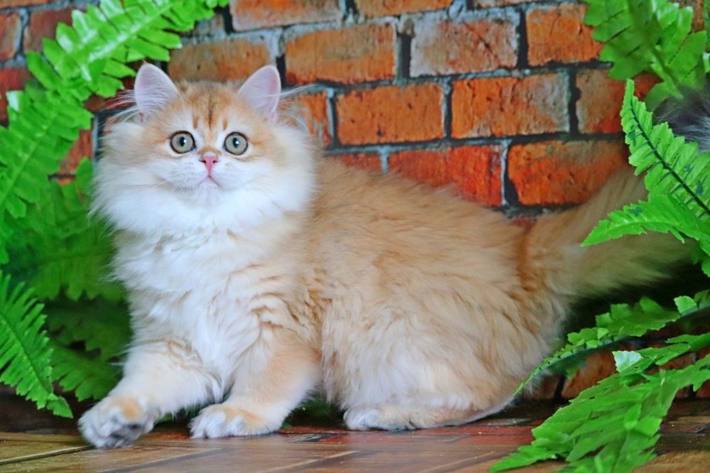 Золота шиншилла хайленд хлопчик