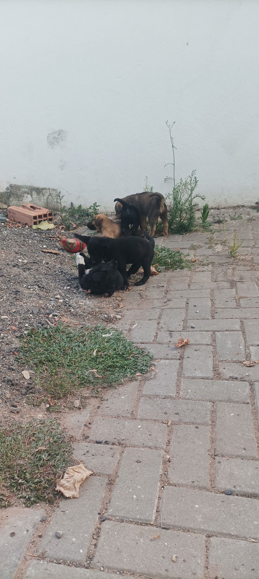 Doação cachorros