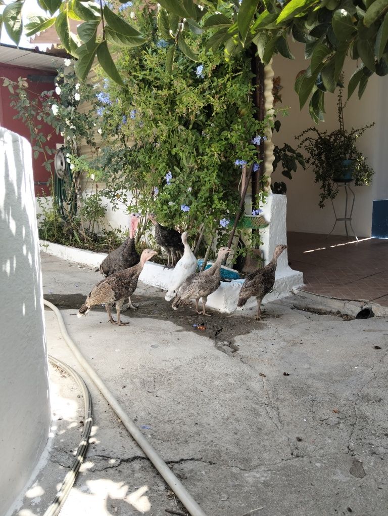 Vendo perus mais informações msg