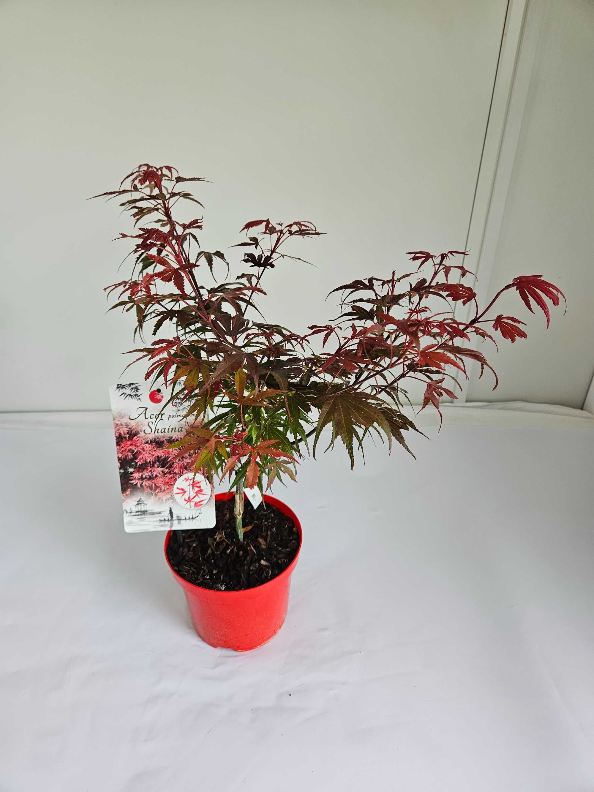 Klon palmowy 'Shaina' (Acer palmatum 'Shaina')