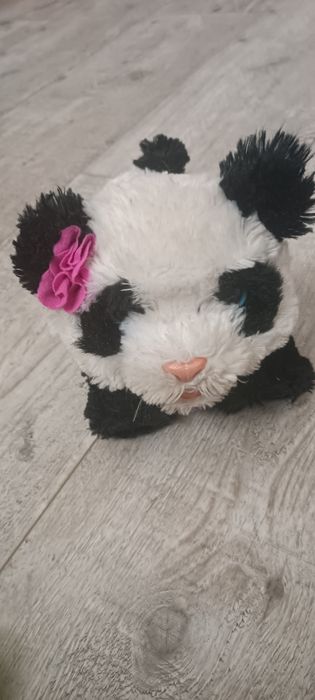 Panda interaktywna