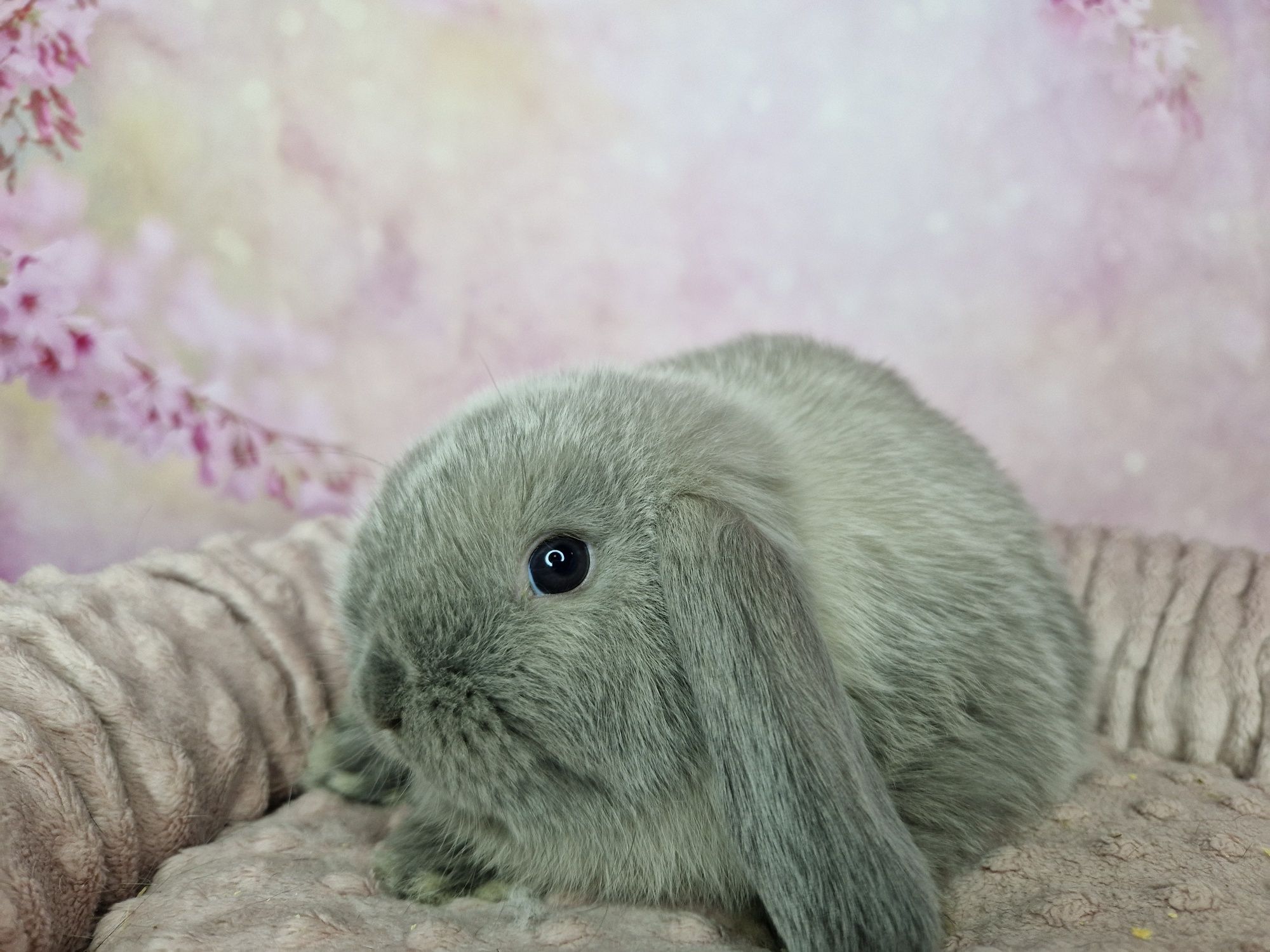 Piękny króliczek baranek Mini lop, syjam - seal point, legalna Hodowla