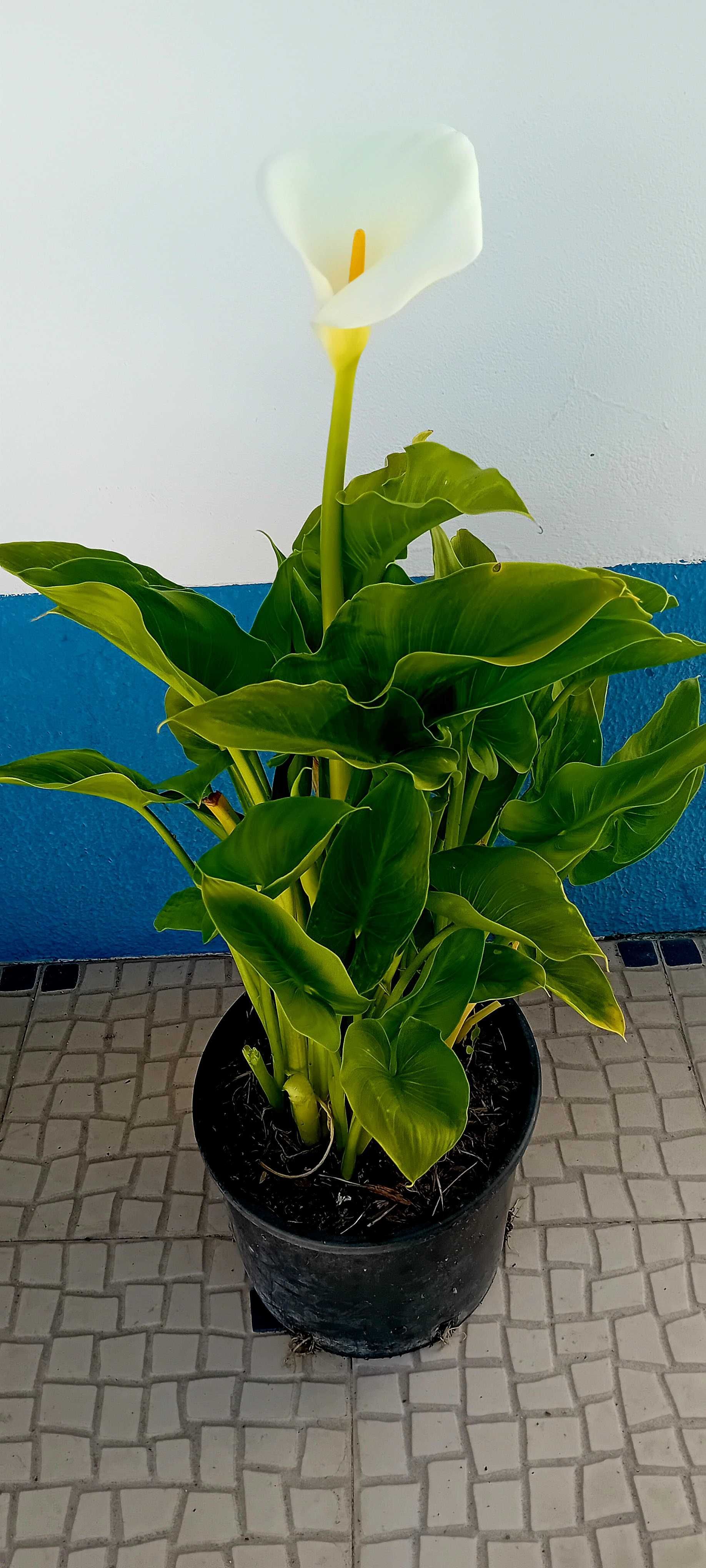 Planta jarro branco lirio calla, zantedeshia