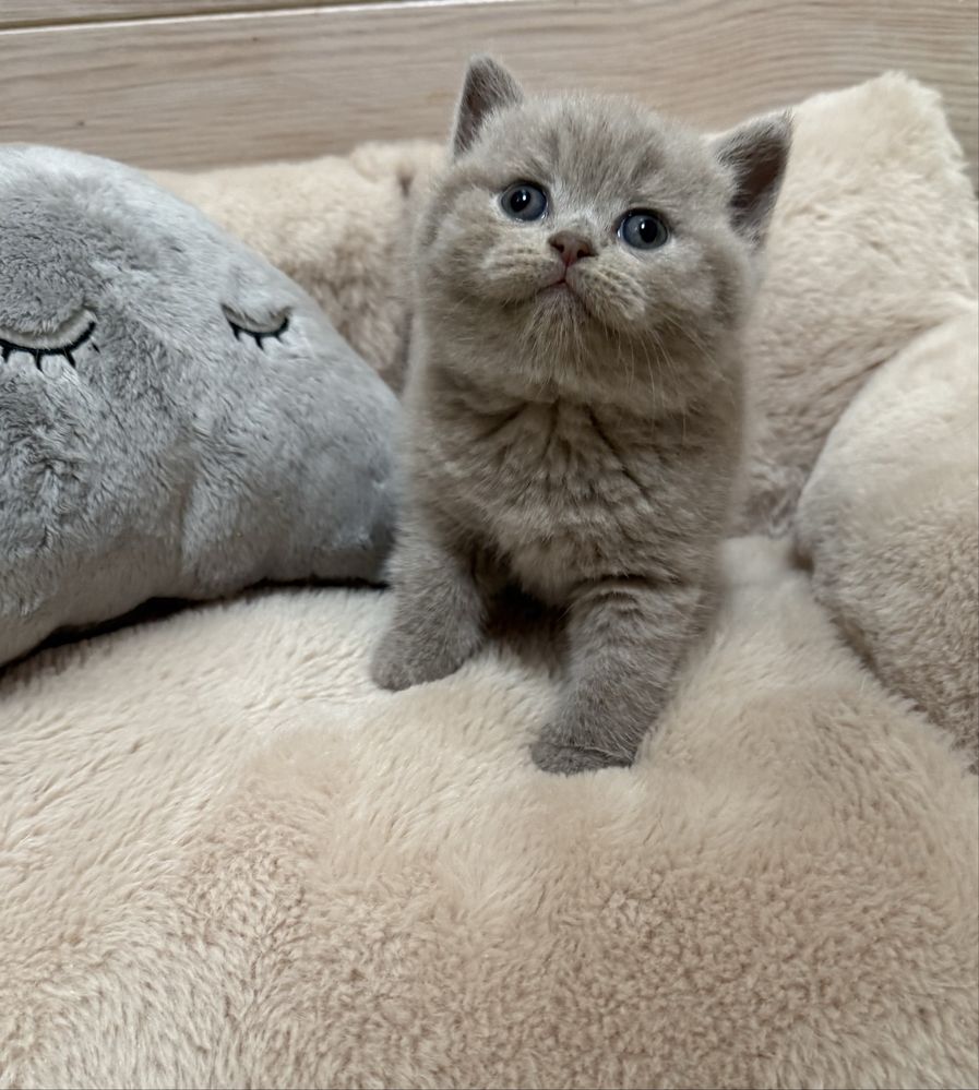 British shorthair lilac