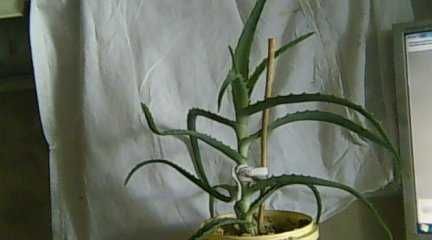 Цветок «алое»- столетник, лечит всякие воспаления,