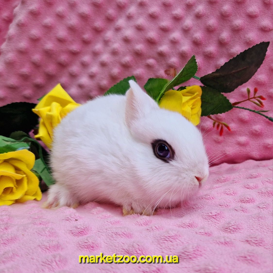 Карликовьій хотот миниатюрньій кролик карликові кролики Dwarf hotot