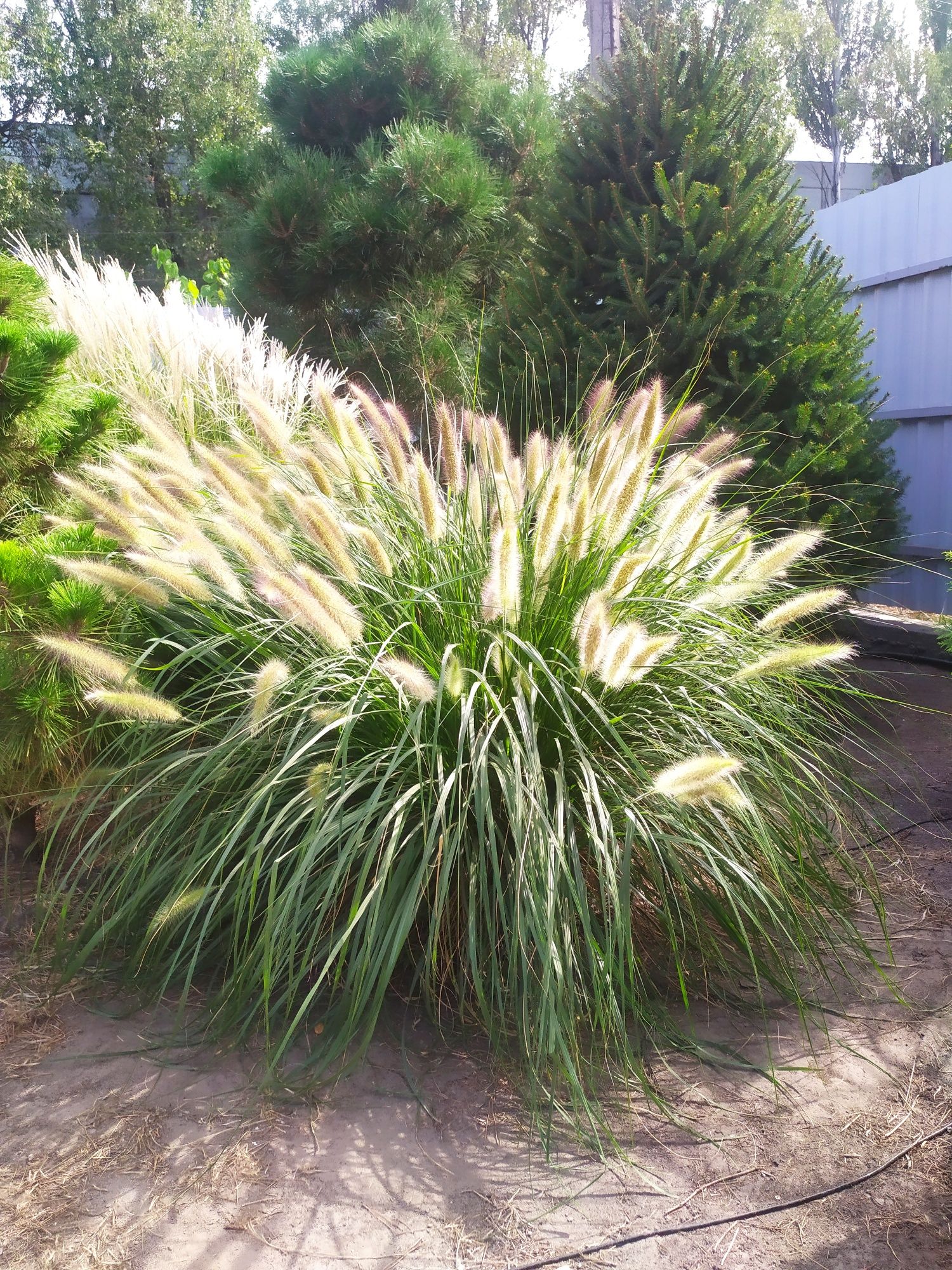 Пеннисетум (pennisetum alopecuroides) Лисий хвост, Пампасная трава