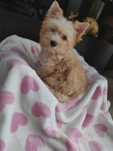 Yorkshire terrier golddust