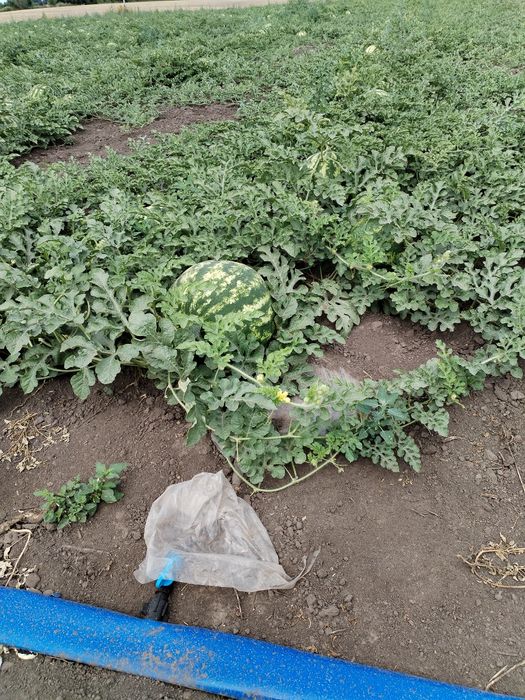 Продам кавун  Талісман гурт. 
Органический без химии, все выраще