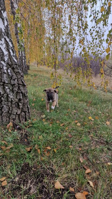 Щеня дівчинка 1.5 місяці, буде середньою