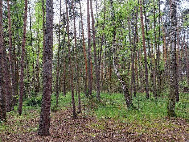 Leśna działka rekreacyjna