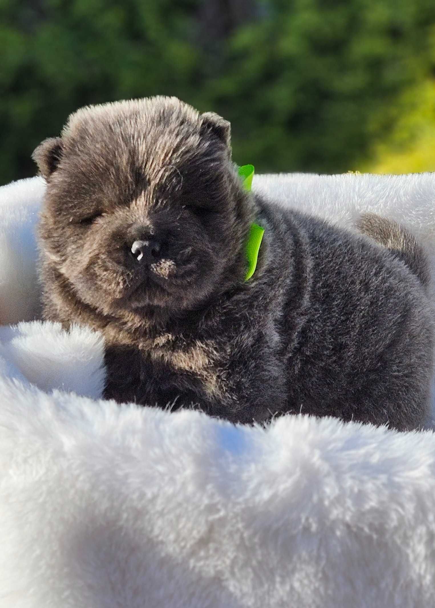 Chow Chow szczeniak.