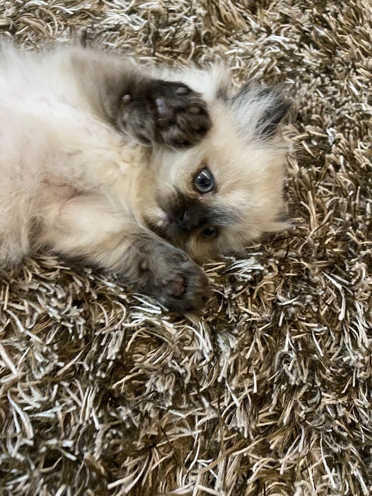 Gatinho Persa creme tigrado